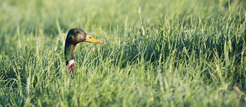 Gras aus der ein Entenkopf rauschaut