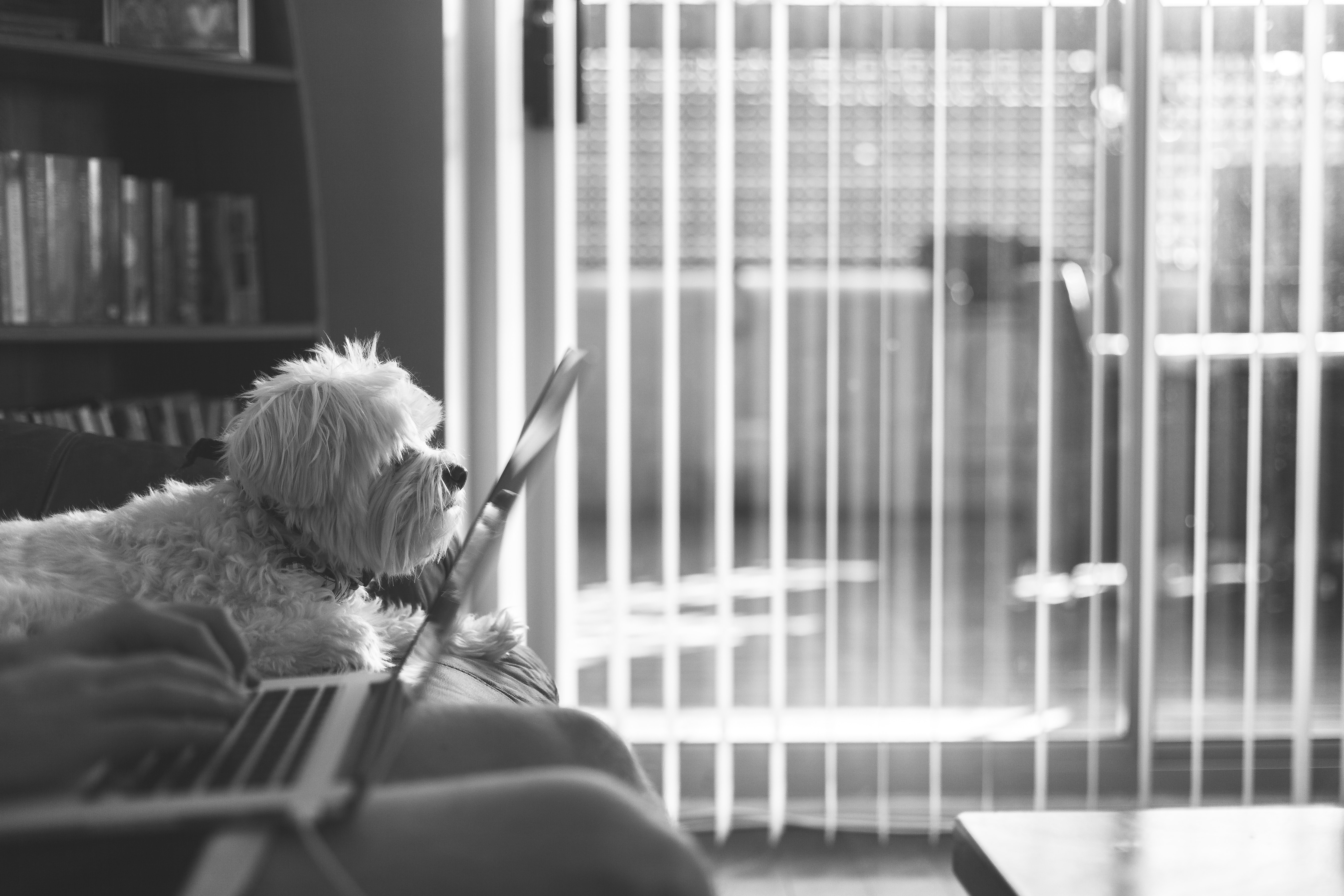 Ein Hund liegt am Sofa