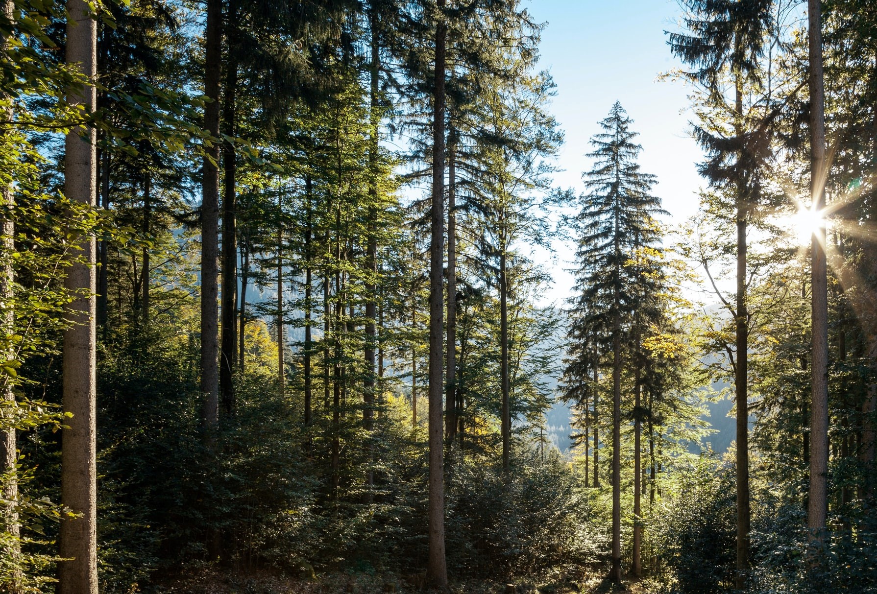 Wald