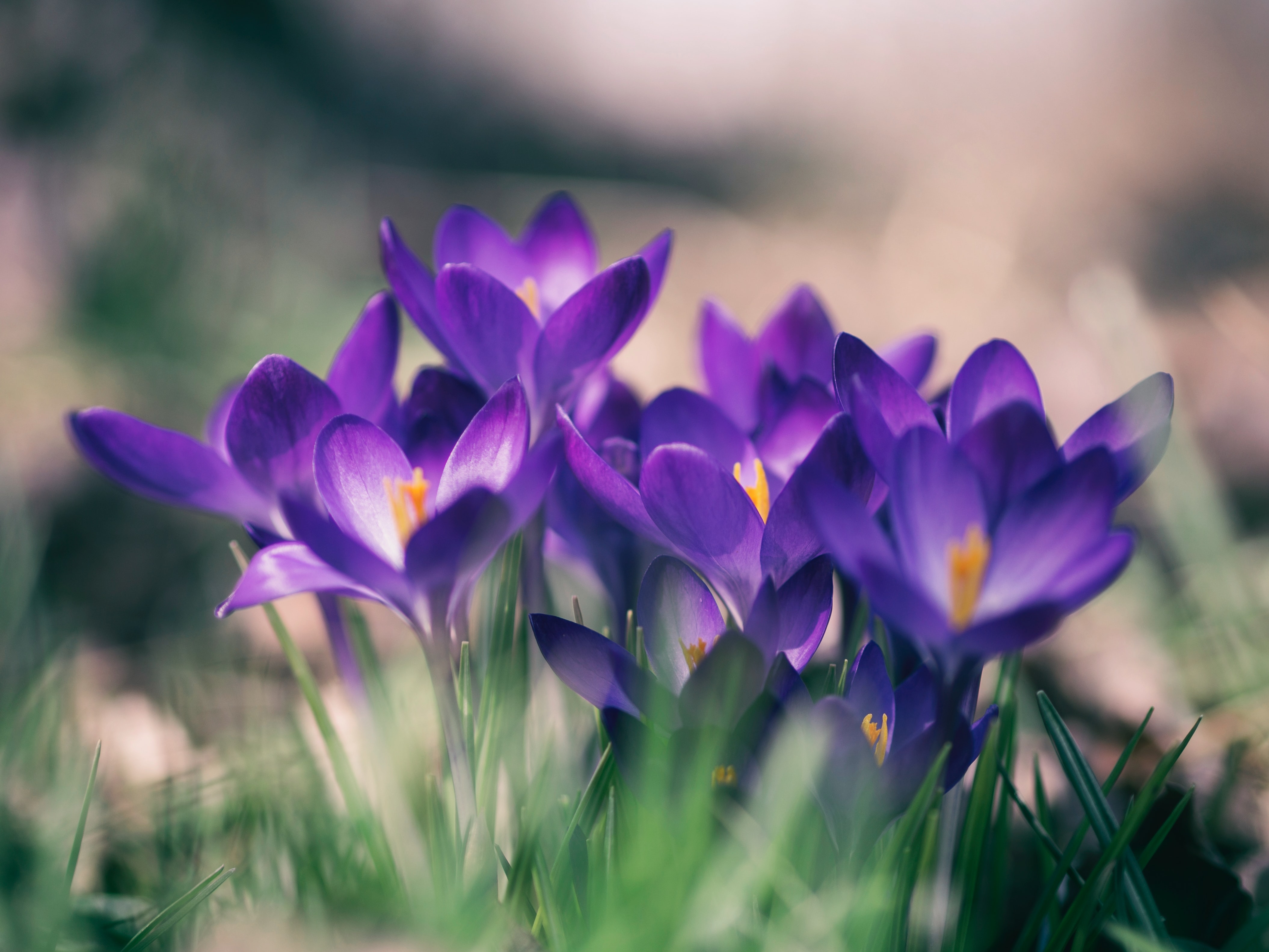 lila Blumen in Großaufnahme